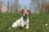 JACK RUSSEL 059